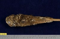 藏品(黃嘴角鴞)的圖片